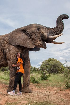 Elephant nature walk experience