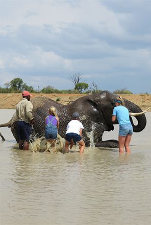 Elephant bathe experience