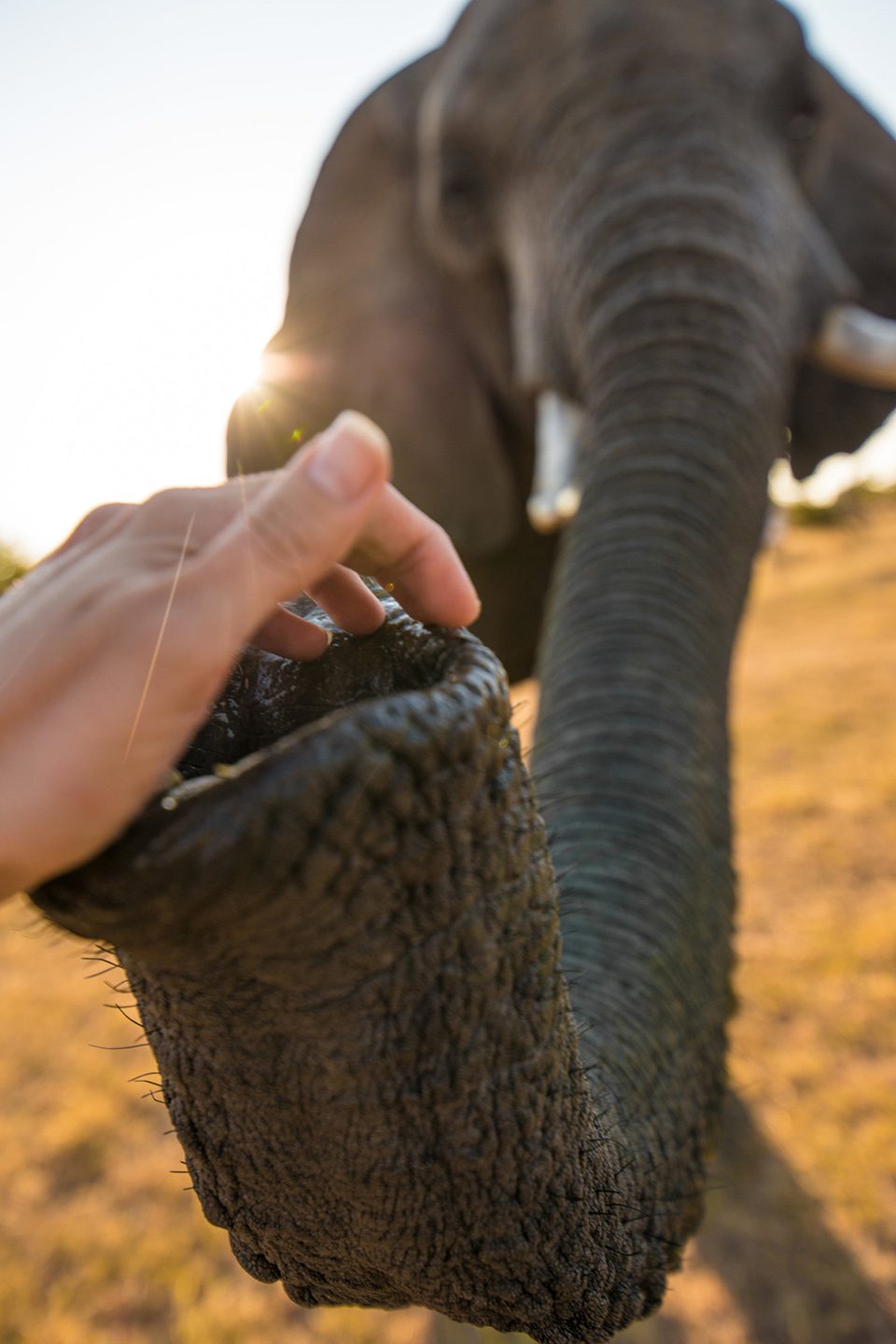 Elephant encounter at Adventures with Elephants near Bela Bela